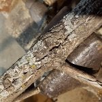 Wood Natural material Twig Trunk Close-up