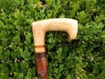 Plant Musical instrument Botany Wood Terrestrial plant