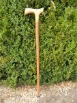 Plant Grass Shrub Cross Groundcover