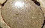 hornbeam_0393.jpg